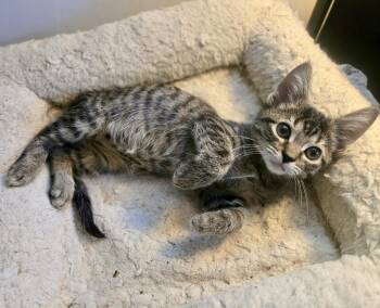 Nibs -  Domestic Short Hair Cat for Adoption in Montclair, New Jersey - Nibs | PetCurious