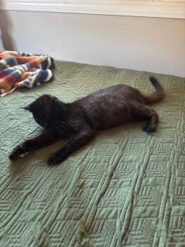 Theodore -  Domestic Medium Hair Cat for Adoption in Castro Valley, California - Theodore | PetCurious