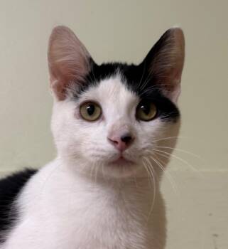 Patrick -  Domestic Short Hair Cat for Adoption in Amery, Wisconsin - Patrick | PetCurious