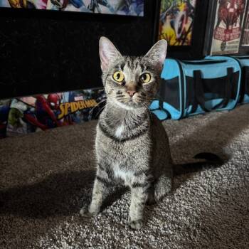 Rescue Domestic Short Hair Cats for Adoption in Lawton, Oklahoma - WHITNEY MOUSEKATEER | PetCurious