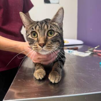Davie -  Domestic Short Hair Cat for Adoption in Englewood, Florida - Davie | PetCurious