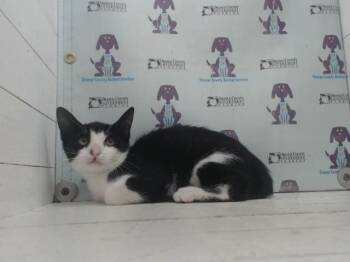 A599047 -  Domestic Short Hair Cat for Adoption in Orlando, Florida - A599047 | PetCurious