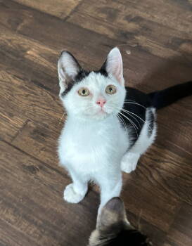 Rescue Domestic Short Hair Cats for Adoption in Rockaway, New Jersey - Dahlia's Susie KITTEN | PetCurious
