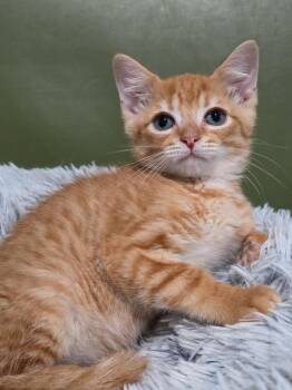 Iron Man -  Domestic Short Hair Cat Available for Adoption in Lewisburg, Tennessee - Iron Man | PetCurious