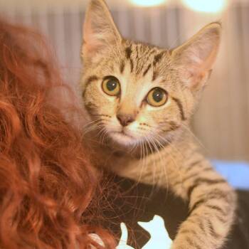 McAllister -  Domestic Short Hair Cat for Adoption in Belleville, Illinois - McAllister | PetCurious