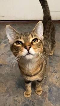 Rescue Domestic Short Hair Cats for Adoption in Cape May, New Jersey - Fletcher | PetCurious