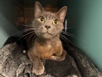 GRANITE* -  Domestic Short Hair Cat for Adoption in Santa Cruz, California - GRANITE* | PetCurious