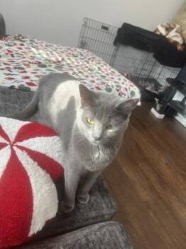Kiwi -  Russian Blue and Domestic Short Hair Cat for Adoption in Savannah, Georgia - Kiwi | PetCurious