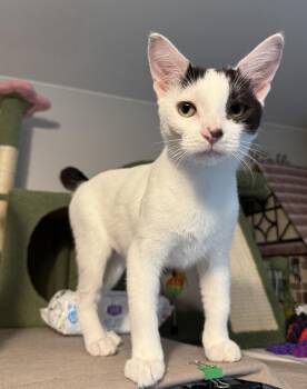 Brylar - your new bestie -  Domestic Short Hair Cat for Adoption in South Lyon, Michigan - Brylar - Your New Bestie | PetCurious