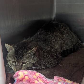 Domestic Short Hair Cats Available for Adoption in Salt Lake City, Utah - Rainier | PetCurious
