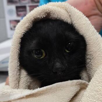 Domestic Short Hair Cats Available for Adoption in West Olive, Michigan - Memoir | PetCurious