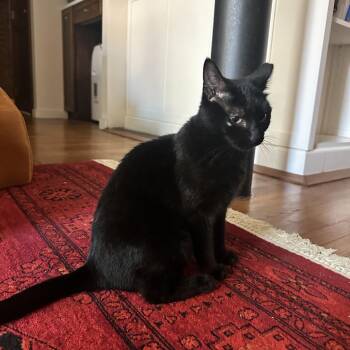 Carolyn -  Domestic Short Hair Cat for Adoption in New York, New York - Carolyn | PetCurious