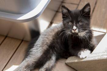 Cricket -  Domestic Short Hair and Tuxedo Cat for Adoption in New York, New York - Cricket | PetCurious
