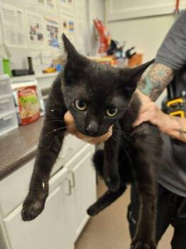 Ashford -  Domestic Short Hair Cat for Adoption in South Bend, Indiana - Ashford | PetCurious