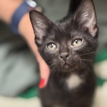 Charlie Joe -  Domestic Short Hair Cat for Adoption in South Elgin, Illinois - Charlie Joe | PetCurious