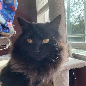 Domestic Long Hair Cats Available for Adoption in Puyallup, Washington - HAPPY (COURTESY POST) | PetCurious