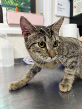 Meoweth -  Domestic Short Hair Cat for Adoption in Pomona, New York - Meoweth | PetCurious