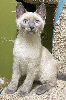 Rescue Siamese Cats for Adoption in Los Angeles, California - Kershaw | PetCurious
