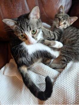 Pekin -  Domestic Short Hair Cat for Adoption in Divide, Colorado - Pekin | PetCurious