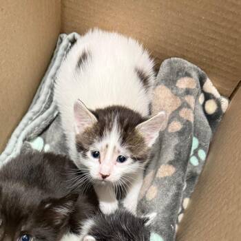 Crackle -  Domestic Short Hair Cat for Adoption in Spring Hill, Kansas - Crackle | PetCurious