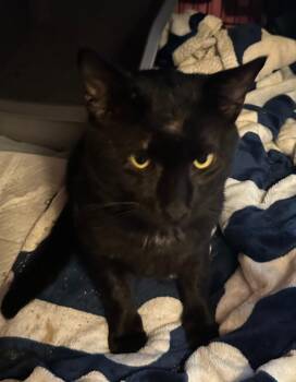 Zuko -  Domestic Short Hair Cat for Adoption in Urbandale, Iowa - Zuko | PetCurious