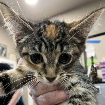 Dawn - Chow Hound Northland -  Domestic Short Hair Cat for Adoption in Grand Rapids, Michigan - Dawn - Chow Hound Northland | PetCurious