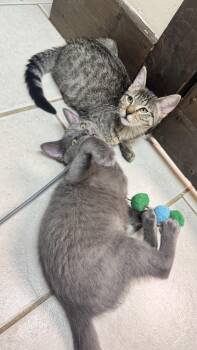 Emma and Eloise -  Domestic Short Hair Cat for Adoption in Medford, Massachusetts - Emma And Eloise | PetCurious
