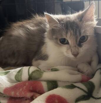 Aria -  Domestic Medium Hair and Dilute Tortoiseshell Cat for Adoption in Columbia, South Carolina - Aria | PetCurious