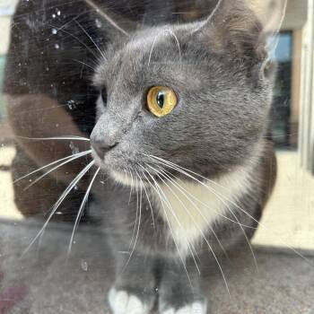 Cardbo -  Domestic Short Hair Cat for Adoption in Greensboro, North Carolina - Cardbo | PetCurious