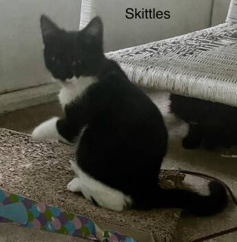 Domestic Short Hair Cats Available for Adoption - Skittles | PetCurious