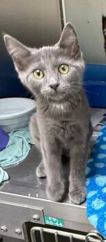 MJ -  Domestic Short Hair Cat for Adoption in Wilkesboro, North Carolina - MJ | PetCurious