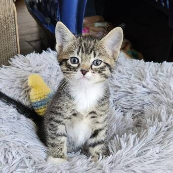 Domestic Short Hair Cats Available for Adoption in Fargo, North Dakota - Porkchop-In Foster | PetCurious
