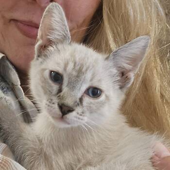 Glacier -  Siamese Cat for Adoption in Los Angeles, California - Glacier | PetCurious