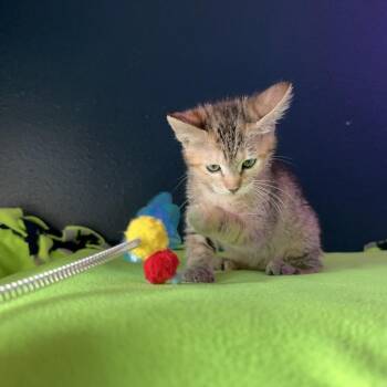 Domestic Short Hair Cats Available for Adoption in Austin, Texas - Pajama Party 3 | PetCurious