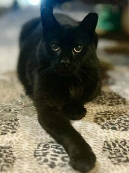 Domestic Short Hair Cats Available for Adoption - Rambo | PetCurious