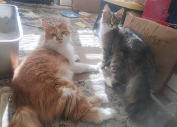 Oliver and Olivia -  Domestic Medium Hair and Domestic Short Hair Cat for Adoption in Canton, Massachusetts - Oliver And Olivia | PetCurious