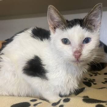 Alaric -  Domestic Short Hair Cat for Adoption in Pagosa Springs, Colorado - Alaric | PetCurious