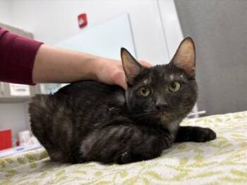 Oscar Wilde -  Domestic Short Hair Cat for Adoption in Kansas City, Missouri - Oscar Wilde | PetCurious