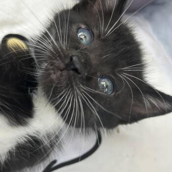 Boo -  Domestic Medium Hair Cat for Adoption in Crookston, Minnesota - Boo | PetCurious
