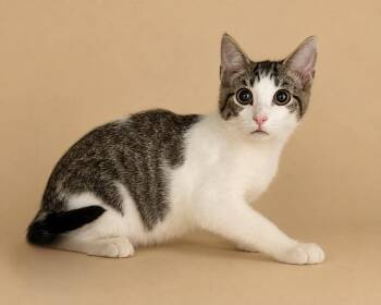 Nate -  Domestic Short Hair Cat for Adoption in Columbia, Tennessee - Nate | PetCurious