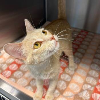 May -  Domestic Short Hair Cat for Adoption in Englewood, Florida - May | PetCurious