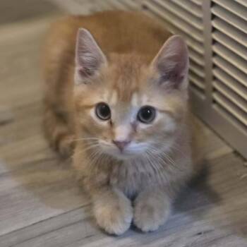 Domestic Short Hair Cats Available for Adoption in Eagle Mountain, Utah - Salmon Casper | PetCurious