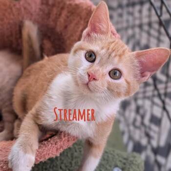 Streamer -  Domestic Short Hair Cat for Adoption in Flagstaff, Arizona - Streamer | PetCurious