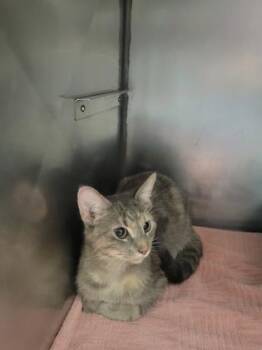 Flower -  Domestic Short Hair Cat for Adoption in Fishers, Indiana - Flower | PetCurious
