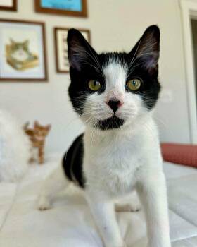 Rescue American Shorthair Cats for Adoption in Raeford, North Carolina - Sir Pickles | PetCurious