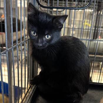 Domestic Short Hair Cats Available for Adoption in Saginaw, Michigan - Mercury | PetCurious