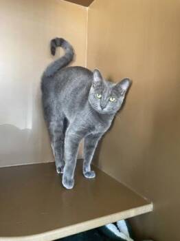 Domestic Short Hair Cats Available for Adoption in Hamilton Township, New Jersey - Ada | PetCurious