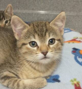 Domestic Short Hair Cats Available for Adoption in Tomah, Wisconsin - Amery | PetCurious