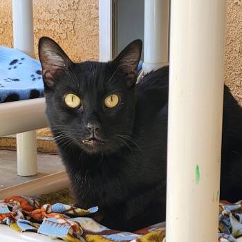 Rescue Domestic Short Hair Cats for Adoption in Salt Lake City, Utah - Feijoa | PetCurious