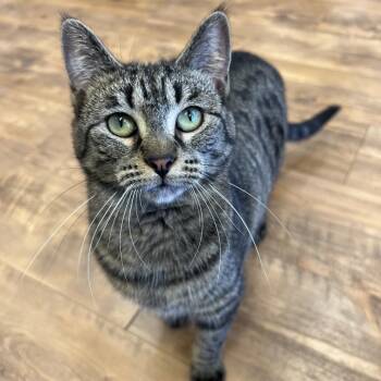 Sweet Tart (bonded with Lemon drop) -  Domestic Short Hair Cat for Adoption in Stoughton, Wisconsin - Sweet Tart (bonded With Lemon Drop) | PetCurious